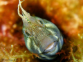 Look familiar?  I'm not surprised, it's like looking in a mirror, isn't it? Tasmanian Blenny (Parablennius tasmanianus). 